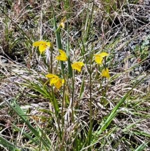 Diuris amabilis at Bungendore, NSW - 22 Oct 2021