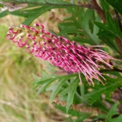 Grevillea (genus) (Grevillea) at Corang, NSW - 21 Oct 2021 by LeonieWood