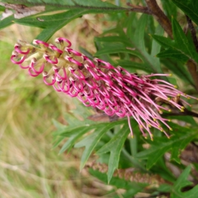 Grevillea (genus) (Grevillea) at Corang, NSW - 21 Oct 2021 by LeonieWood