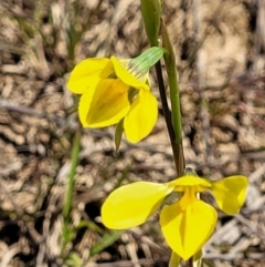 Diuris amabilis (Large Golden Moth) at Turallo Nature Reserve - 22 Oct 2021 by tpreston