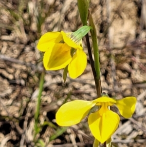 Diuris amabilis at Bungendore, NSW - suppressed