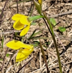 Diuris amabilis at Bungendore, NSW - suppressed