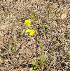 Diuris amabilis at Bungendore, NSW - suppressed