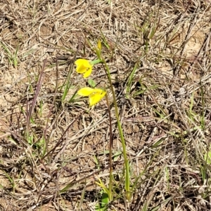 Diuris amabilis at Bungendore, NSW - suppressed