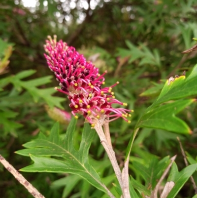 Grevillea (genus) (Grevillea) at Corang, NSW - 21 Oct 2021 by LeonieWood