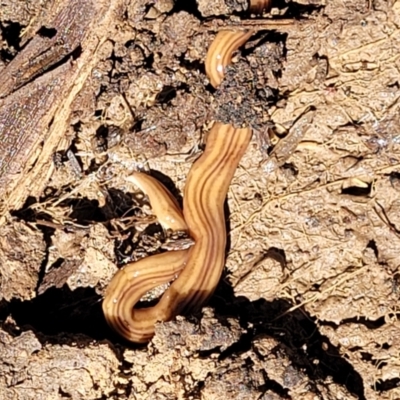 Fletchamia quinquelineata (Five-striped flatworm) at Turallo Nature Reserve - 22 Oct 2021 by trevorpreston