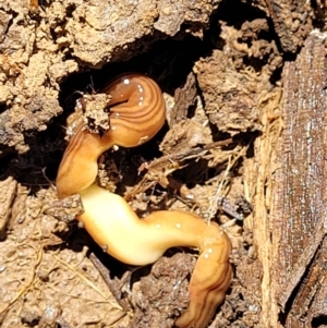 Fletchamia quinquelineata at Bungendore, NSW - 22 Oct 2021