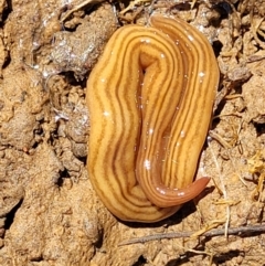 Fletchamia quinquelineata (Five-striped flatworm) at QPRC LGA - 22 Oct 2021 by trevorpreston