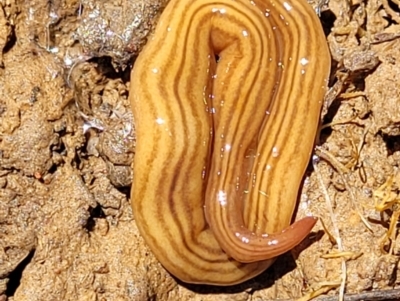 Fletchamia quinquelineata (Five-striped flatworm) at Bungendore, NSW - 22 Oct 2021 by trevorpreston