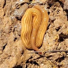 Fletchamia quinquelineata at Bungendore, NSW - 22 Oct 2021