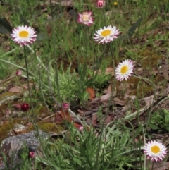 Leucochrysum albicans subsp. tricolor (Hoary Sunray) at Bruce Ridge to Gossan Hill - 16 Oct 2021 by AndyRoo