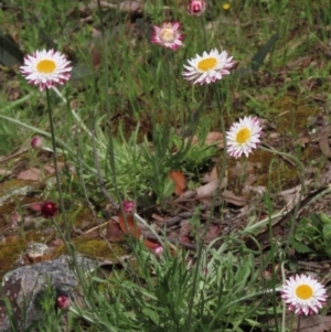 Leucochrysum albicans subsp. tricolor at Bruce, ACT - 16 Oct 2021