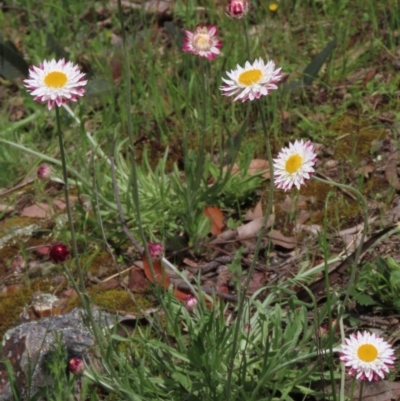 Leucochrysum albicans subsp. tricolor (Hoary Sunray) at Bruce Ridge to Gossan Hill - 16 Oct 2021 by AndyRoo