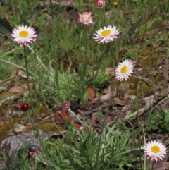 Leucochrysum albicans subsp. tricolor (Hoary Sunray) at Gossan Hill - 16 Oct 2021 by AndyRoo