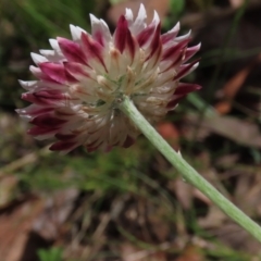 Leucochrysum albicans subsp. tricolor at Bruce, ACT - 16 Oct 2021