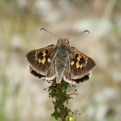 Trapezites phigalia (Heath Ochre) at Kambah, ACT - 22 Oct 2021 by MatthewFrawley