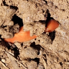 Australoplana alba (A flatworm) at Bungendore, NSW - 22 Oct 2021 by trevorpreston