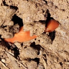 Australoplana alba (A flatworm) at Bungendore, NSW - 22 Oct 2021 by tpreston