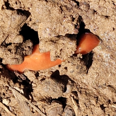 Australoplana alba (A flatworm) at Bungendore, NSW - 22 Oct 2021 by tpreston