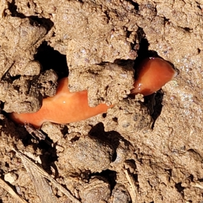 Australoplana alba (A flatworm) at QPRC LGA - 22 Oct 2021 by tpreston