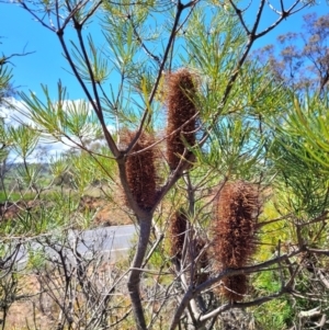 Banksia spinulosa var. spinulosa at Bywong, NSW - 22 Oct 2021