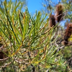 Banksia spinulosa var. spinulosa at Bywong, NSW - 22 Oct 2021