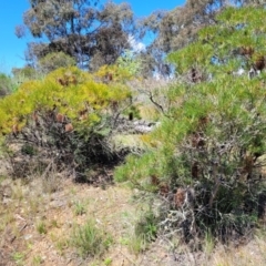 Banksia spinulosa var. spinulosa at Bywong, NSW - 22 Oct 2021 01:53 PM