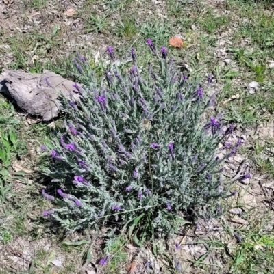 Lavandula stoechas (Spanish Lavender or Topped Lavender) at Forde, ACT - 22 Oct 2021 by trevorpreston