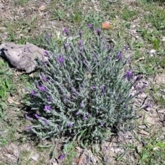 Lavandula stoechas (Spanish Lavender or Topped Lavender) at Forde, ACT - 22 Oct 2021 by tpreston