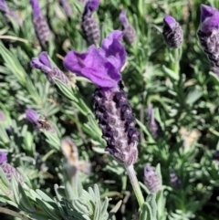 Lavandula stoechas at Forde, ACT - 22 Oct 2021 01:31 PM