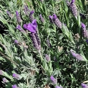 Lavandula stoechas at Forde, ACT - 22 Oct 2021 01:31 PM