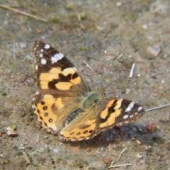 Vanessa kershawi (Australian Painted Lady) at Kambah, ACT - 22 Oct 2021 by MatthewFrawley