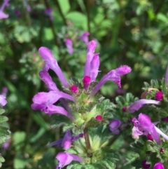 Lamium amplexicaule (Henbit, Dead Nettle) at Lake Burley Griffin West - 22 Oct 2021 by RWPurdie