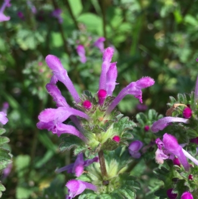 Lamium amplexicaule (Henbit, Dead Nettle) at Lake Burley Griffin West - 22 Oct 2021 by RWPurdie