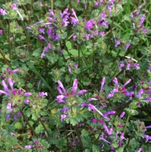 Lamium amplexicaule at Acton, ACT - 22 Oct 2021 05:23 PM