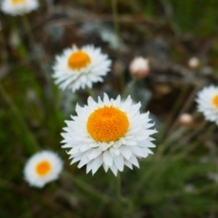 Leucochrysum albicans subsp. tricolor (Hoary Sunray) at Mount Majura - 20 Oct 2021 by MB
