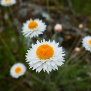 Leucochrysum albicans subsp. tricolor at Watson, ACT - 21 Oct 2021