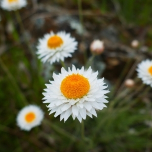 Leucochrysum albicans subsp. tricolor at Watson, ACT - 21 Oct 2021 09:58 AM