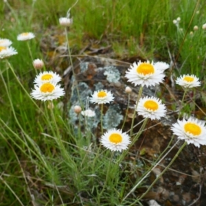 Leucochrysum albicans subsp. tricolor at Watson, ACT - 21 Oct 2021 09:58 AM