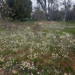 Leucochrysum albicans subsp. tricolor at Watson, ACT - 21 Oct 2021