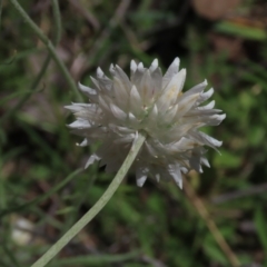 Leucochrysum albicans subsp. tricolor (Hoary Sunray) at Bruce, ACT - 16 Oct 2021 by AndyRoo