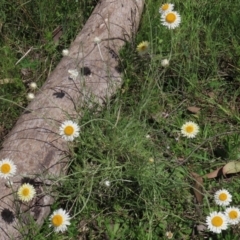 Leucochrysum albicans subsp. tricolor at Bruce, ACT - 16 Oct 2021