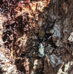 Myrmarachne luctuosa (Polyrachis Ant Mimic Spider) at Wodonga - 22 Oct 2021 by ChrisAllen