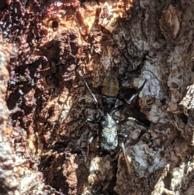 Myrmarachne luctuosa (Polyrachis Ant Mimic Spider) at Wodonga - 22 Oct 2021 by ChrisAllen