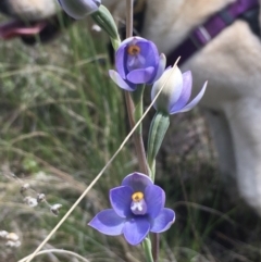 Thelymitra arenaria (Forest Sun Orchid) at Hall, ACT - 22 Oct 2021 by strigo