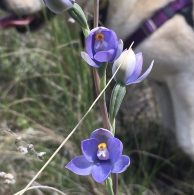 Thelymitra arenaria (Forest Sun Orchid) at Hall, ACT - 22 Oct 2021 by strigo