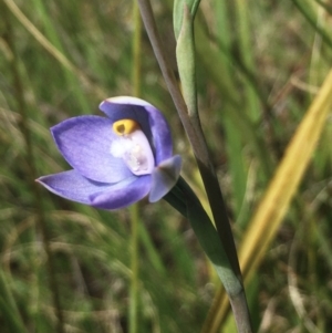 Thelymitra arenaria at Hall, ACT - 22 Oct 2021