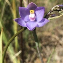 Thelymitra arenaria at Hall, ACT - 22 Oct 2021