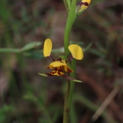 Diuris sp. (hybrid) (Hybrid Donkey Orchid) at Bruce, ACT - 16 Oct 2021 by AndyRoo