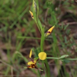 Diuris sp. (hybrid) at Bruce, ACT - suppressed